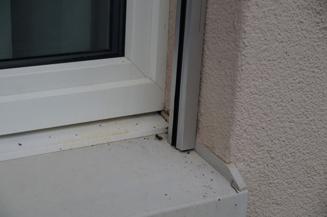 Deutsche Wespe in Aussenisolation