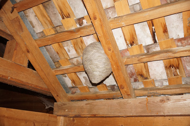 Schsische Wespe 1n Beinenhaus