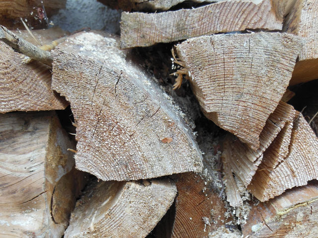 Nagespäne der Blauen Holzbiene