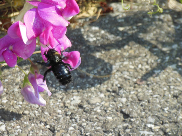 Blaue Holzbienen im Anflug auf Blüte