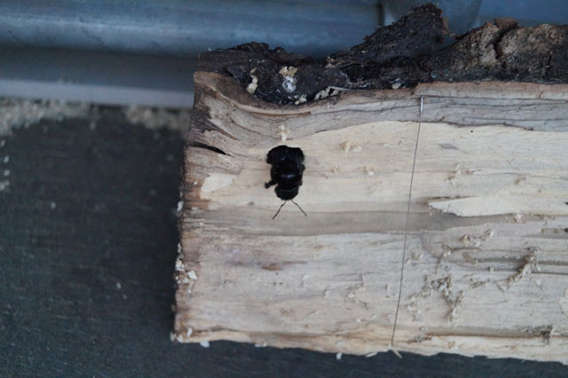 Nestbau im Birkenholzstück
