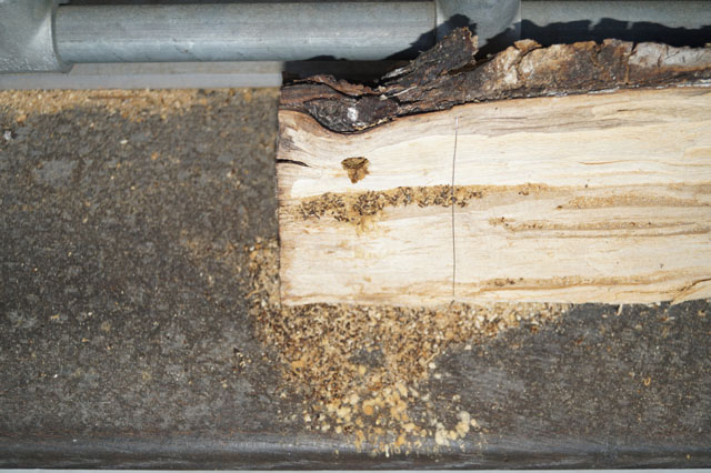 Nestbau im Birkenholzstück