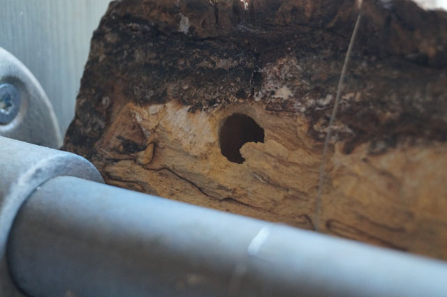 Nestbau im Birkenholzstück
